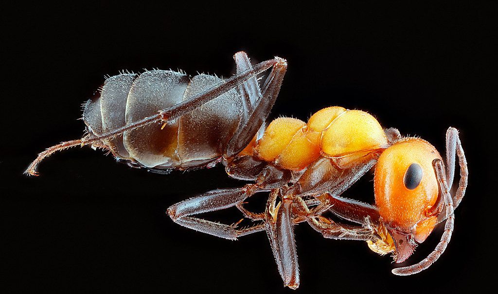 Ant Control service in Wauwatosa, WI