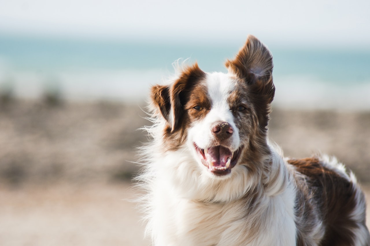 Flea & Tick Control service in Wauwatosa, WI