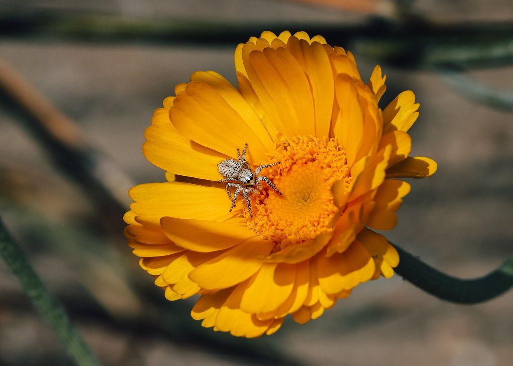 Spider Control service in Wauwatosa, WI